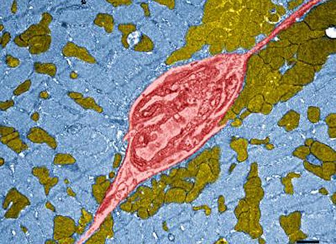 Γενετική τροποποίηση διπλασιάζει τη μυική δύναμη και αντοχή