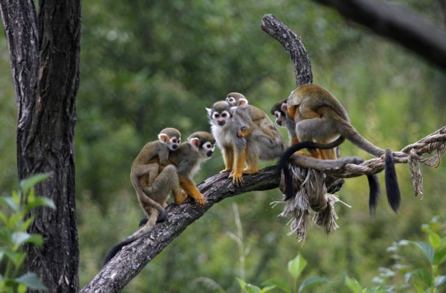 H κοινωνικότητα «προστάτευσε τους προγόνους μας όταν έγιναν ημερόβιοι»
