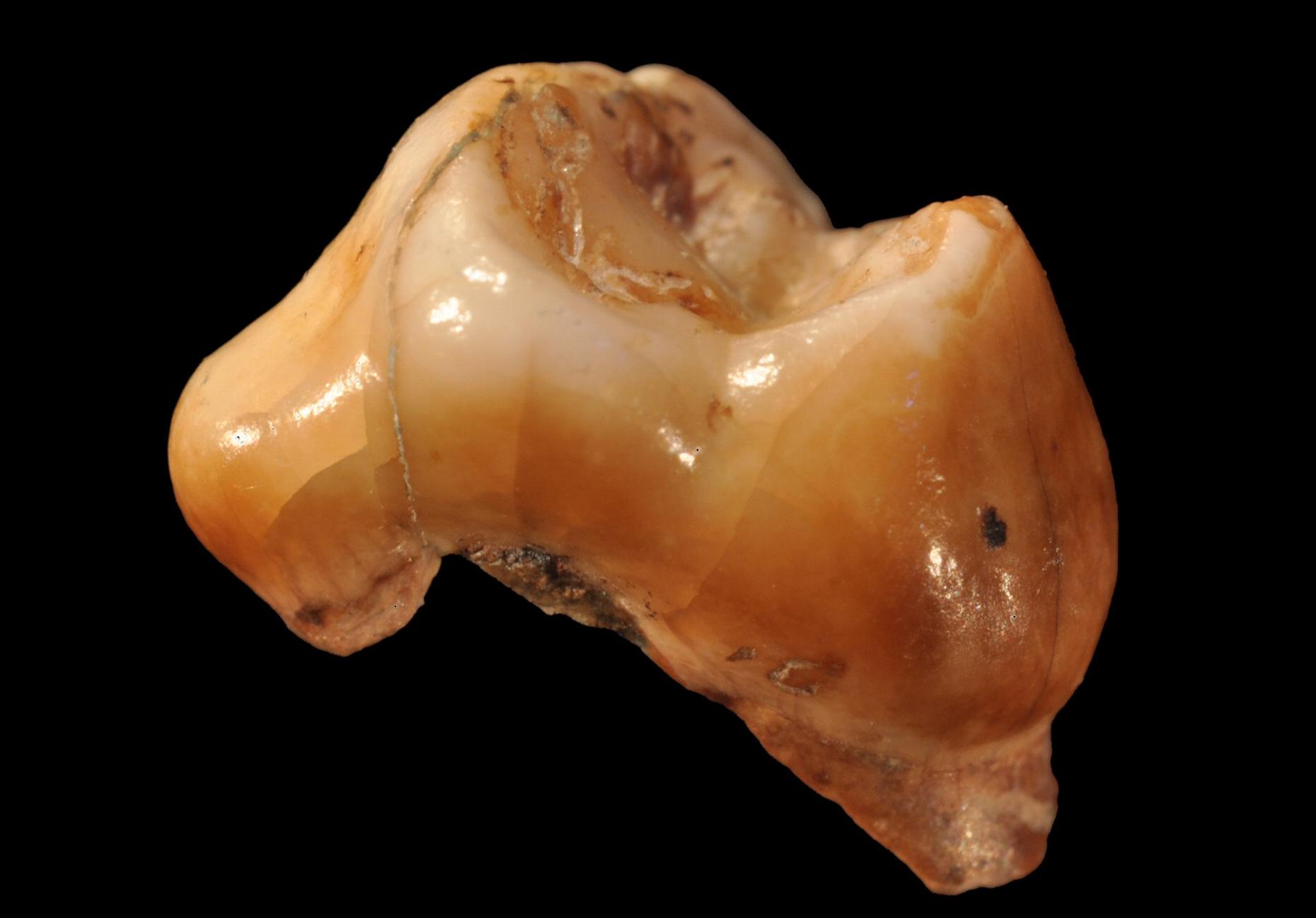 Το πρώτο ταξίδι του σύγχρονου ανθρώπου στην Ευρώπη