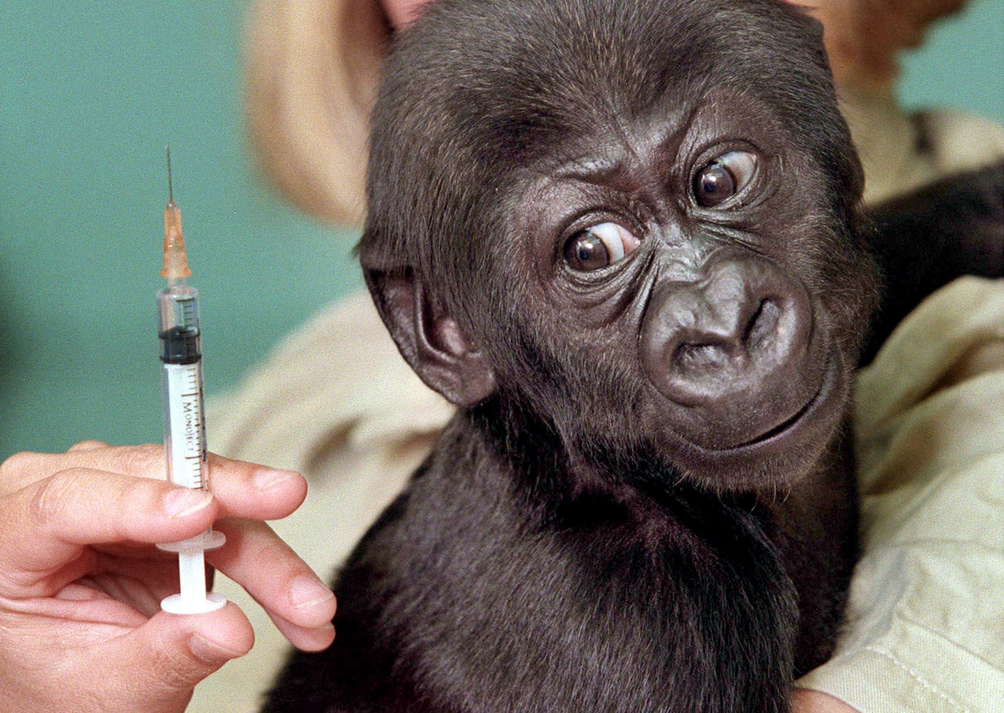 Πειραματικό φάρμακο «κόβει το αίμα» της παχυσαρκίας