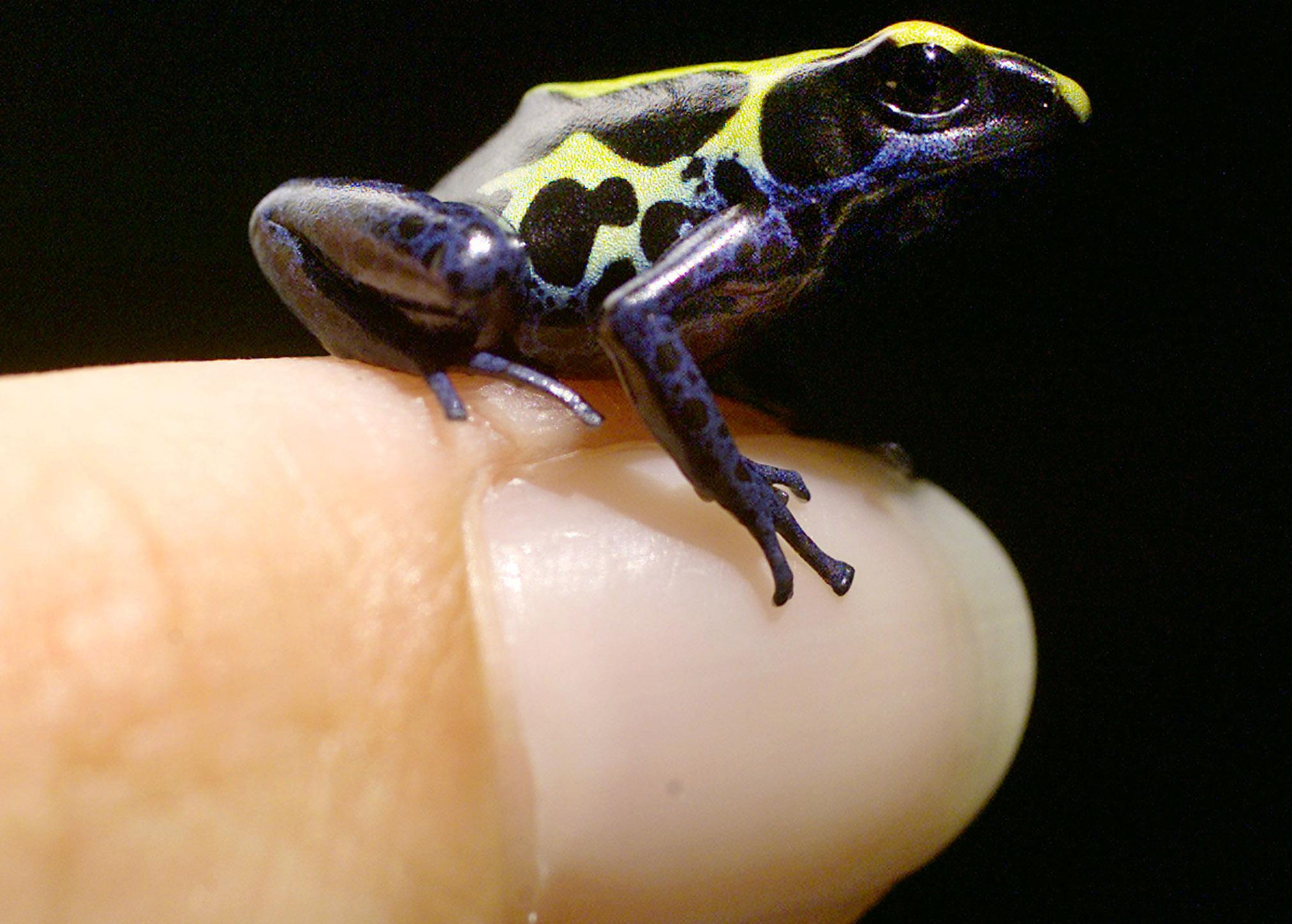 Τριπλή απειλή σπρώχνει τα αμφίβια στο χείλος της εξαφάνισης