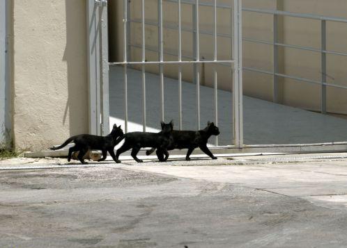 Στο δήμο Κορυδαλλού το μεγαλύτερο μέρος της έκτασης των πρώην γυναικείων φυλακών