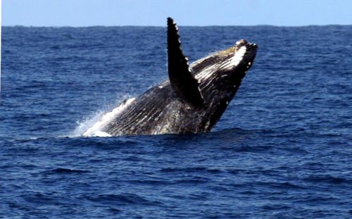 Φάλαινα κόντεψε να καταπιεί γυναίκα έξω από την Καλιφόρνια