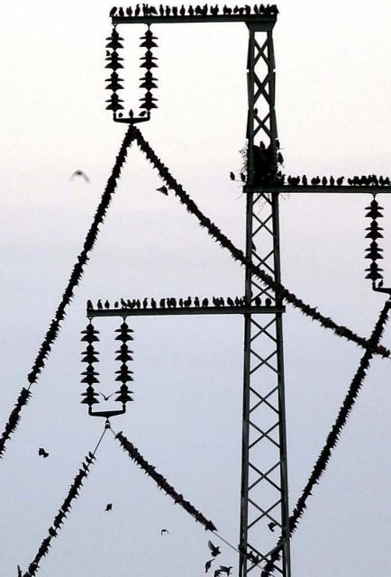 «Δεκάδες εκατομμύρια» πτηνά σκοτώνονται στα ηλεκτροφόρα καλώδια