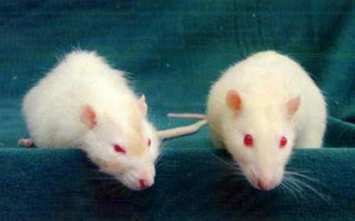 Κυτταρική «εκκαθάριση» μπλοκάρει τη γήρανση σε ποντίκια