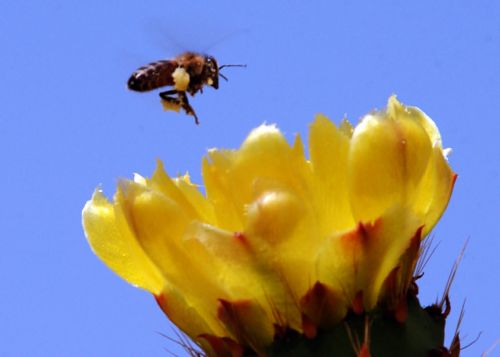 Μέτρα για τη σωτηρία των μελισσών ζητά το Ευρωπαϊκό Κοινοβούλιο