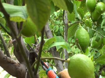 Πώς κλαδεύουμε τη Λεμονιά