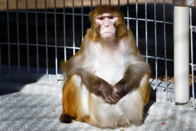 Πειραματικό φάρμακο βοηθά παχύσαρκες μαϊμούδες να αδυνατίσουν