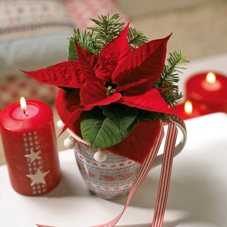 Χριστουγεννιάτικες διακοσμήσεις με Αλεξανδριανό