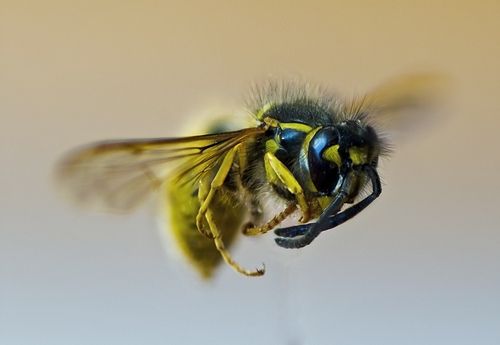 Ακόμα και οι σφήκες θυμούνται τα γνώριμα πρόσωπα