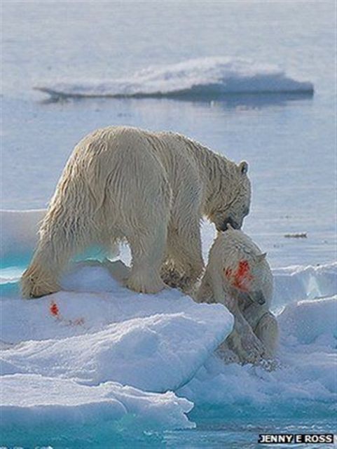 Η κλιματική αλλαγή «εξωθεί τις πολικές αρκούδες στον κανιβαλισμό»