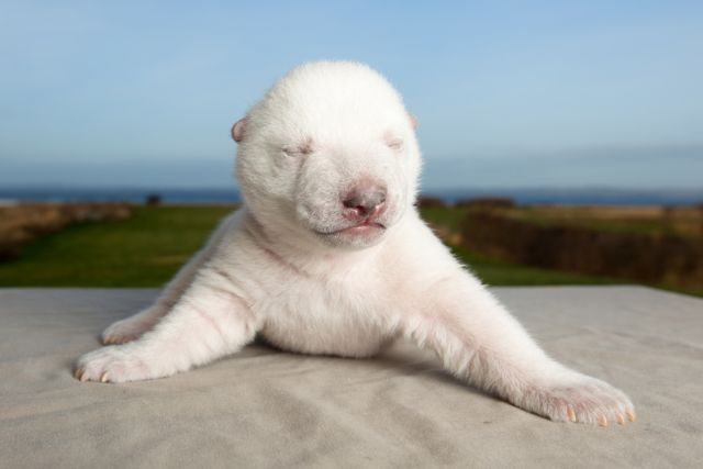 Το Διαδίκτυο κατακτά ο… «νέος Κνουτ», ο πολικός αρκούδος Σίκου