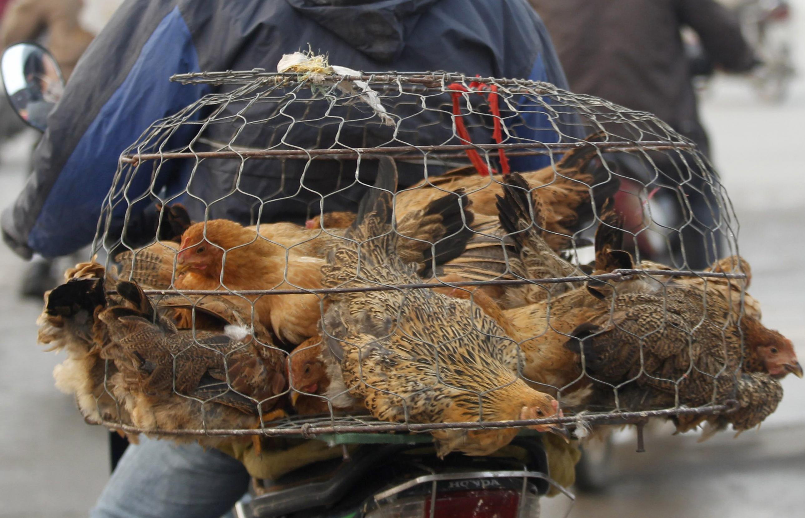 Ύποπτο κρούσμα για τη γρίπη των πτηνών εντοπίστηκε στη Κίνα