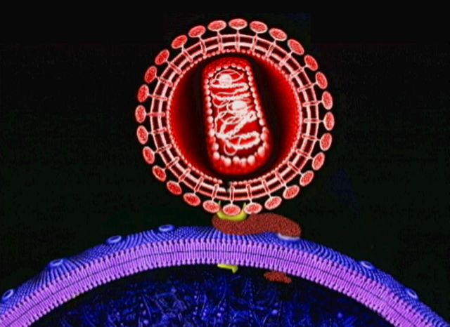 Γονιδιακή θεραπεία αποτρέπει τη μόλυνση πειραματόζωων με HIV