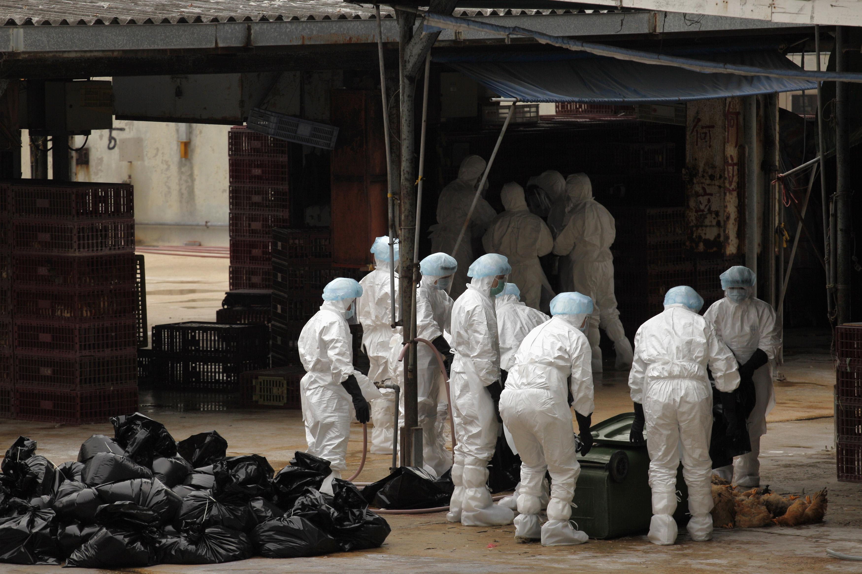 Το πρώτο θύμα του ιού Η5Ν1 της γρίπης των πτηνών μετά από 18 μήνες στην Κίνα