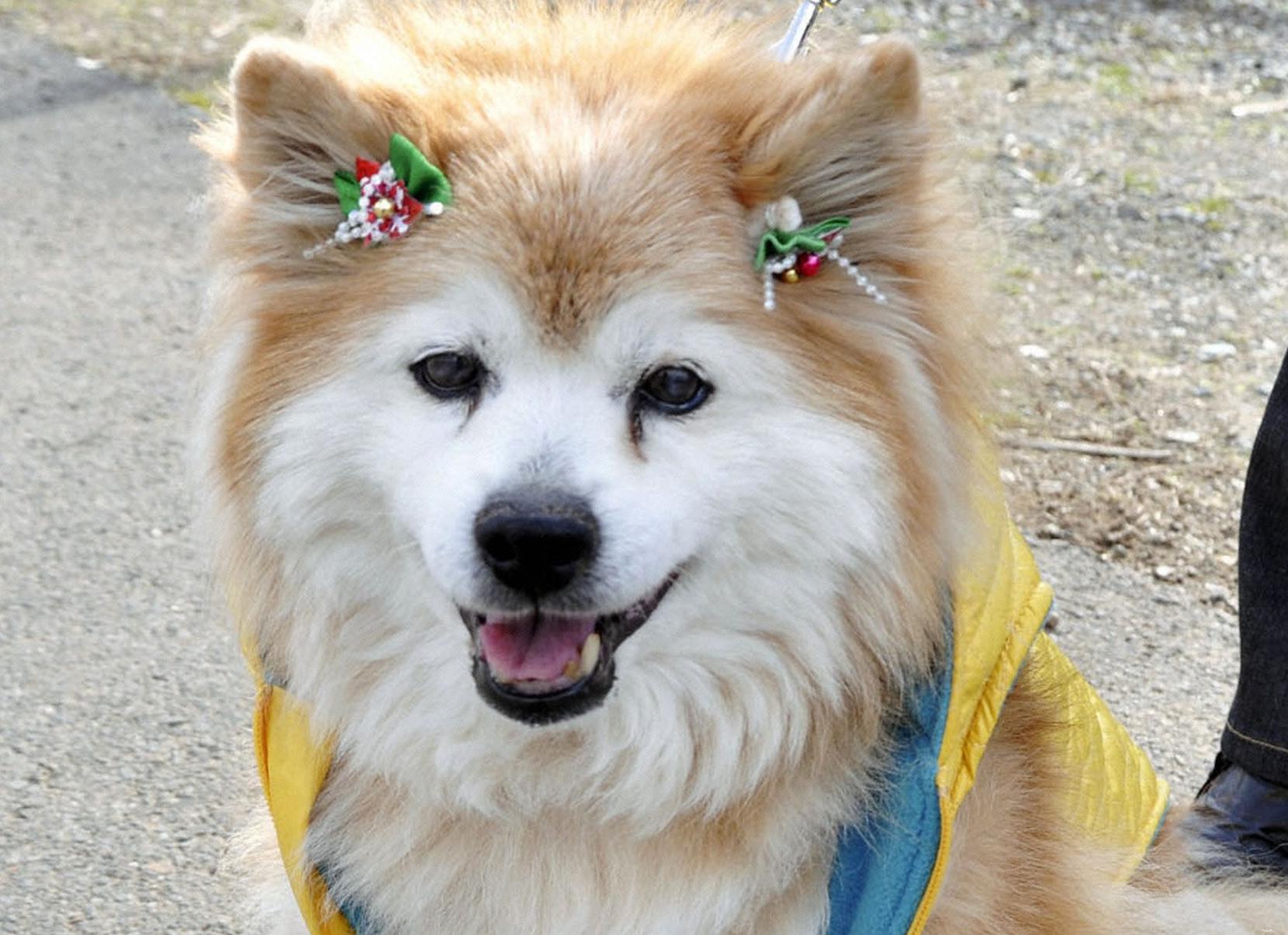 Πέθανε το γηραιότερο σκυλί του κόσμου σε ηλικία …125 ετών