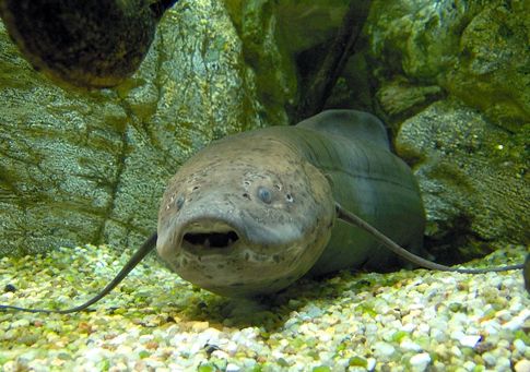 Βίντεο με ζωντανό απολίθωμα δείχνει πώς τα ψάρια βγήκαν στη στεριά