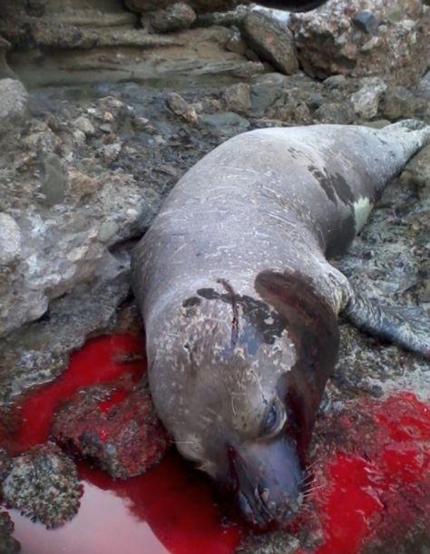 Φώκια 2,5 μέτρων σκοτώθηκε με καραμπίνα έξω από τη Ρόδο