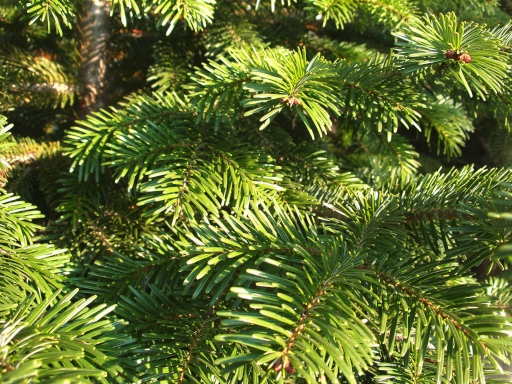 Στολίζω χριστουγεννιάτικο έλατο: κομμένο ή ζωντανό;