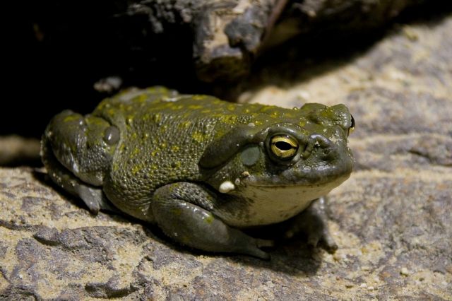 Αμφίβια «προαισθάνονται τους σεισμούς από χημικές μεταβολές στο περιβάλλον»