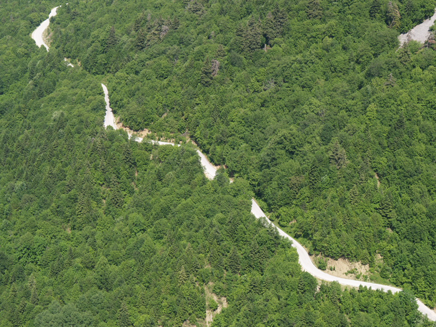 WWF Ελλάς:«Το Μέλλον των Δασών» 3 χρόνια  συστράτευσης για τα δάση της Ελλάδας