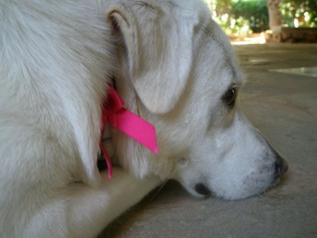 Κατατέθηκε το νομοσχέδιο για την προστασία των ζώων συντροφιάς