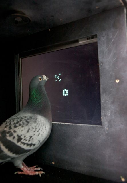 Ακόμα και τα περιστέρια ξέρουν απλή αριθμητική