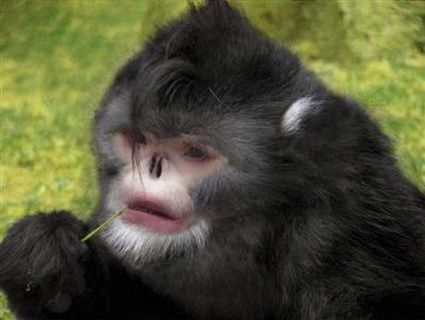 Ο Έλβις ζει ως πίθηκος στα δάση του ποταμού Μεκόνγκ