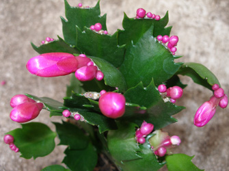 Χριστουγεννιάτικα φυτά