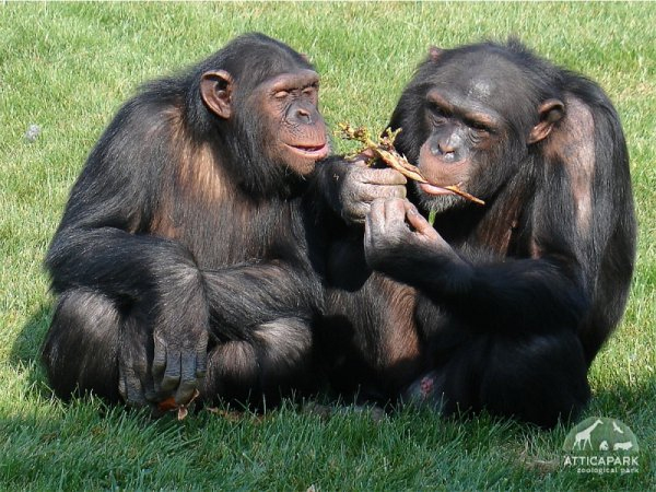Φτιάξτε ένα δώρο για τα ζώα του Αττικού Ζωολογικού Πάρκου!