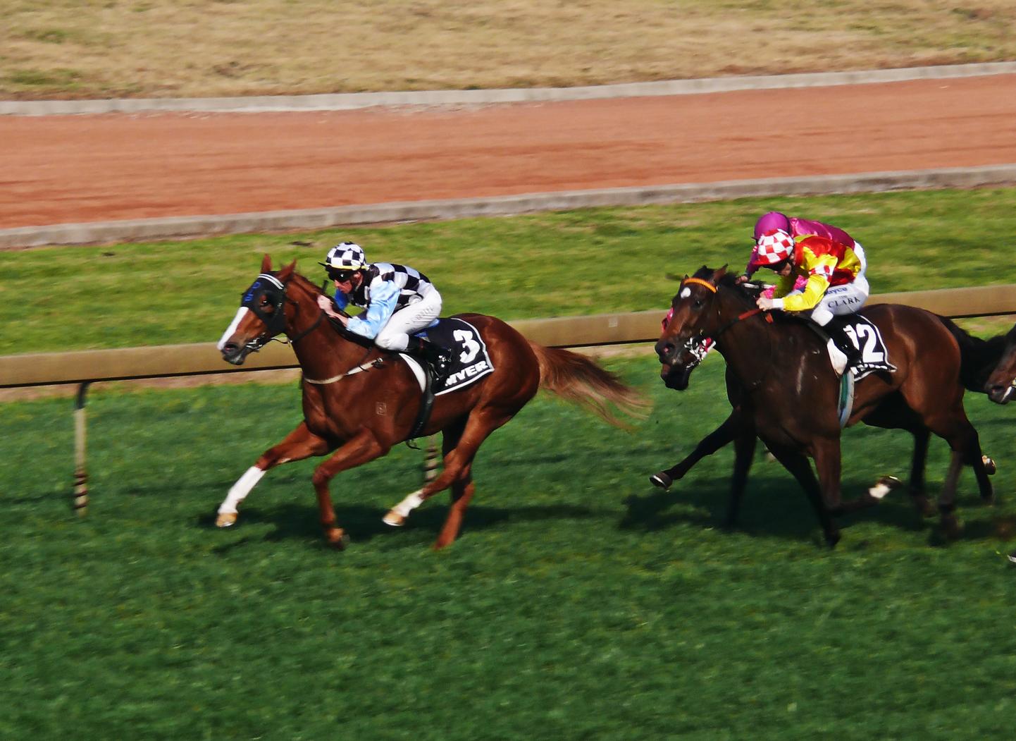 Γοργοπόδαρη φοράδα η γιαγιά καθαρόαιμης ράτσας αλόγων