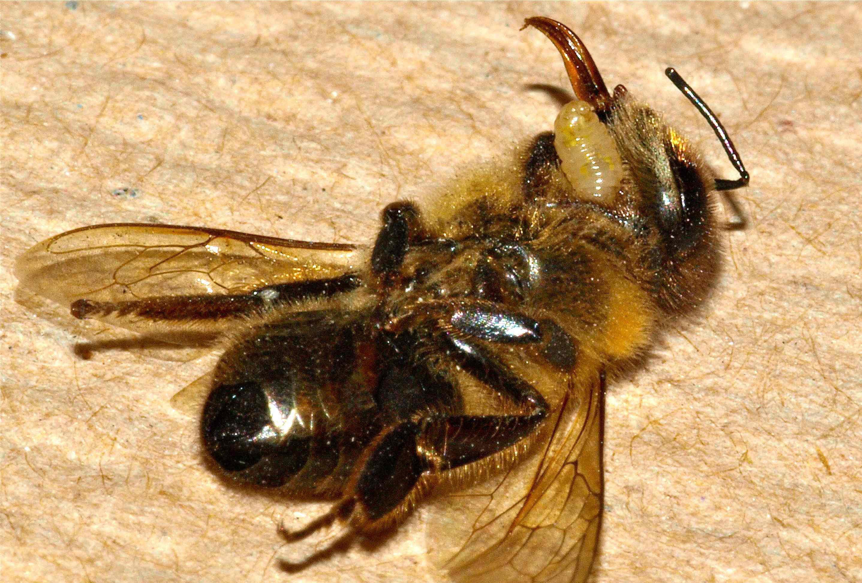 Παρασιτικές μύγες, νέα απειλή για τις πολύπαθες μέλισσες