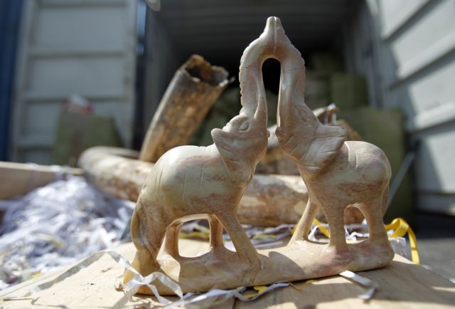 Διπλασιάστηκε το 2011 το λαθρεμπόριο ελεφαντόδοντου στην Αφρική