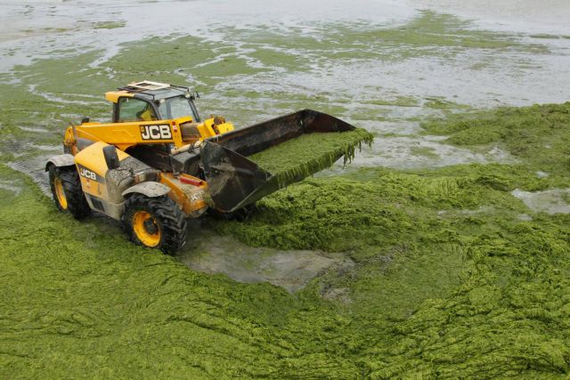 Γενετικά τροποποιημένη E.coli παράγει βιοκαύσιμα από φύκια