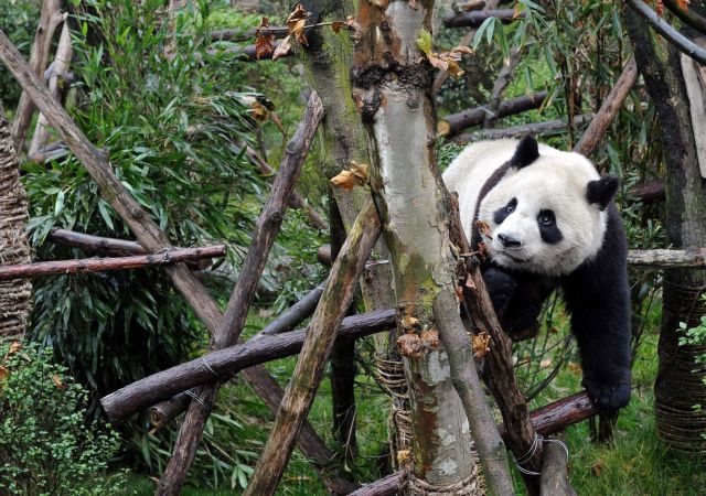 Σταδιακά θα προχωρήσει σπάνια απελευθέρωση γιγάντιων πάντα στην Κίνα
