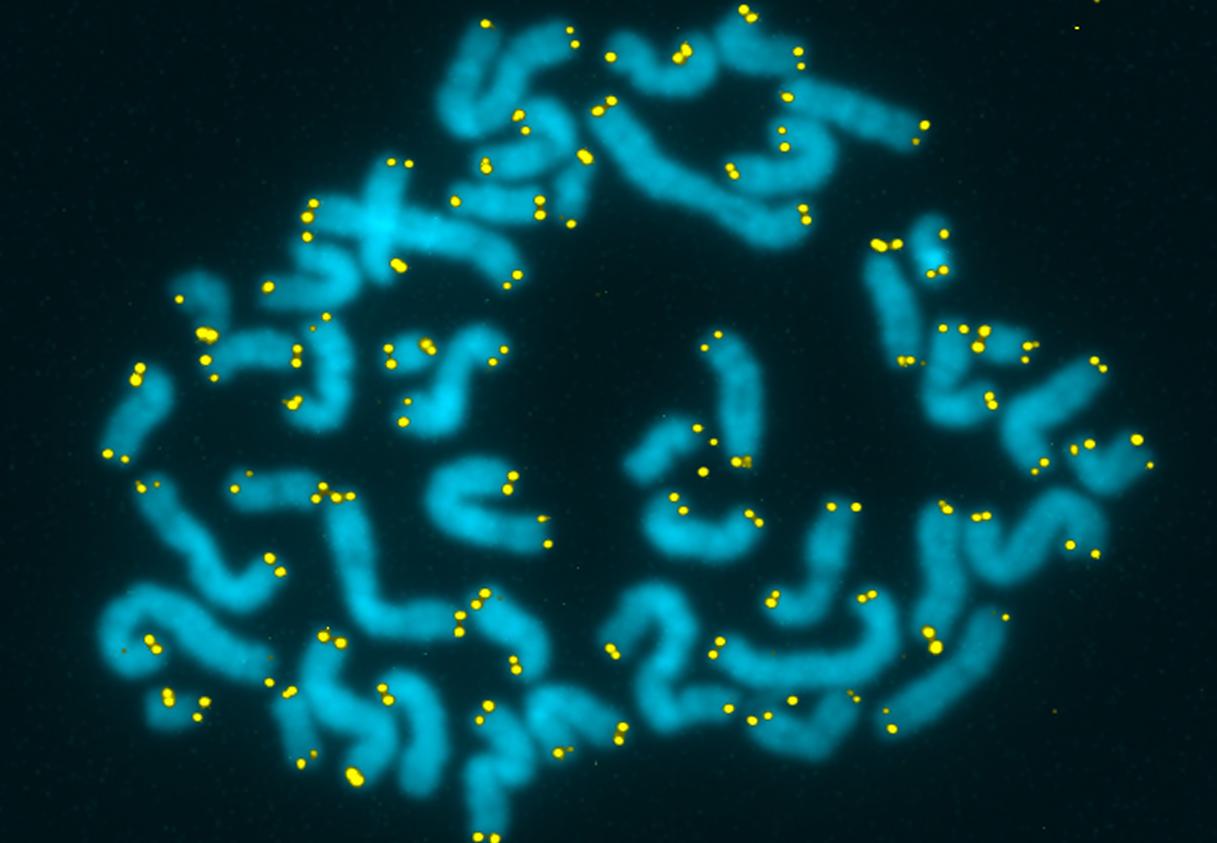 Το μήκος των τελομερών στα χρωμοσώματα «δείχνει το προσδόκιμο ζωής»