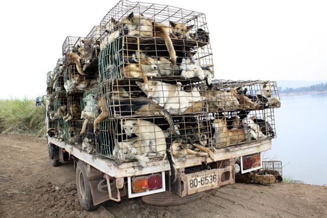 Σώθηκαν 750 σκύλοι που προορίζονταν για εστιατόρια του Βιετνάμ