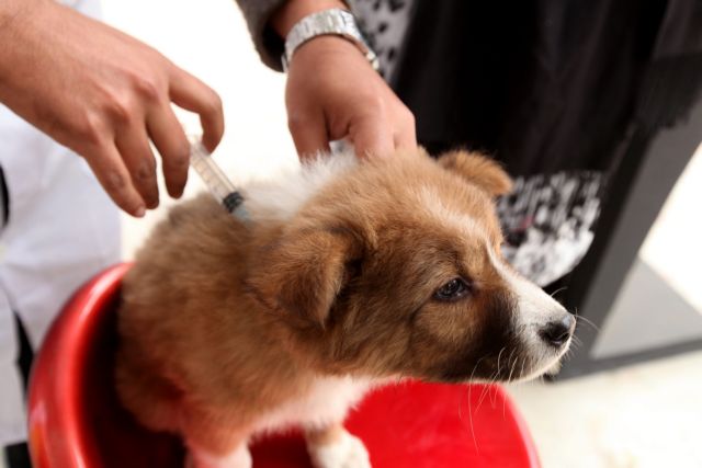 Προληπτικοί εμβολιασμοί κατά της λύσσας στο νομό Ιωαννίνων
