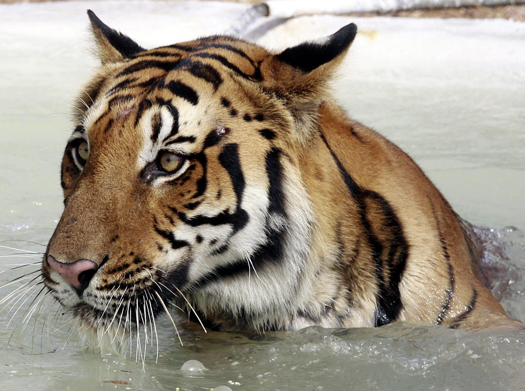 Ένοπλοι κομάντος θα προστατεύουν τις τίγρεις της Ινδίας