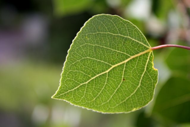 Τεχνητά δέντρα για την απορρόφηση του CO2 αναπτύσσει νομπελίστας χημικός