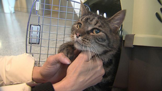 Γάτος με… φιλοδοξίες πιλότου φέρνει τα πάνω-κάτω σε πτήση της Air Canada