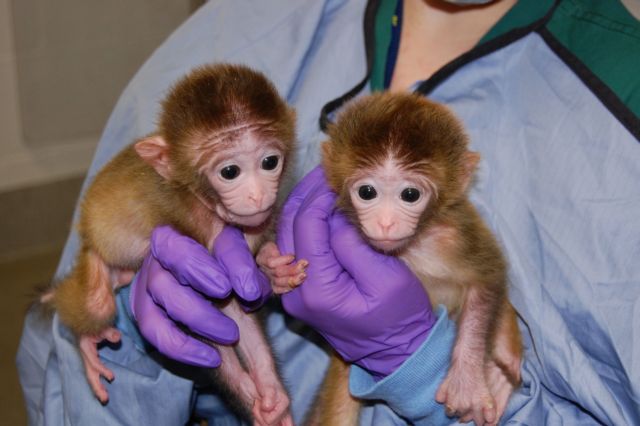 «Χιμαιρικοί πίθηκοι» έχουν δεκάδες γονείς ο καθένας