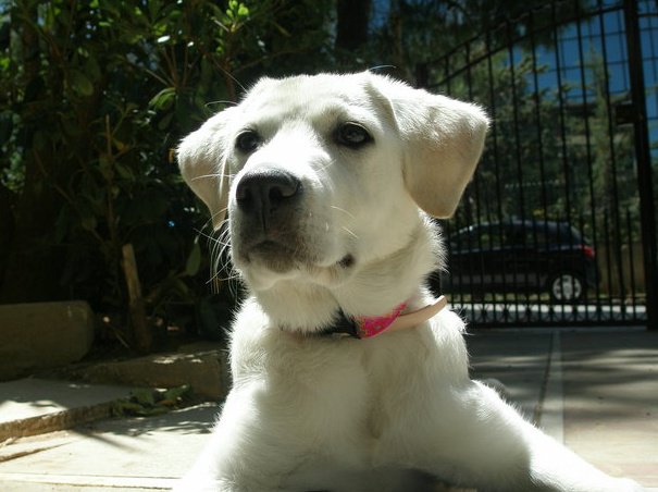 Διαθέσιμο και στην Ελλάδα το πολυαναμενόμενο εμβόλιο για το καλααζάρ