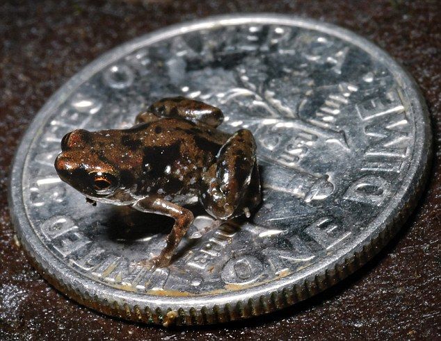 Βάτραχος σε μέγεθος κέρματος είναι το μικρότερο σπονδυλωτό στη Γη