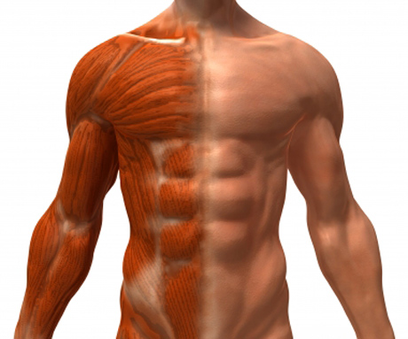 Bodybuilding:Τα «μυστικά» του βιολογικού μηχανισμού της μυϊκής ενδυνάμωσης