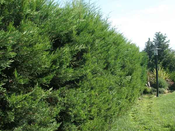 Φτιάχνω φράχτη με λέιλαντ