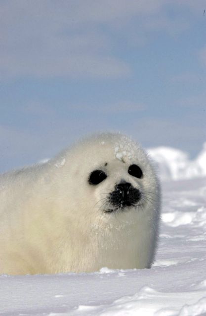 Δραματική μείωση στις φώκιες λόγω της απώλειας πάγων στην Αρκτική