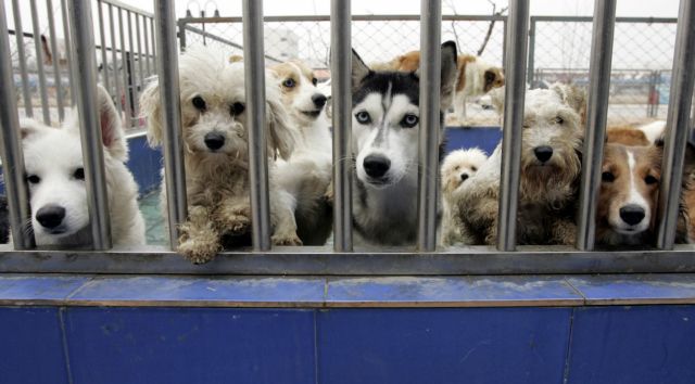 Οι αρχές κινεζικού αεροδρομίου σκότωσαν κανίς που… απείλησε την ασφάλεια