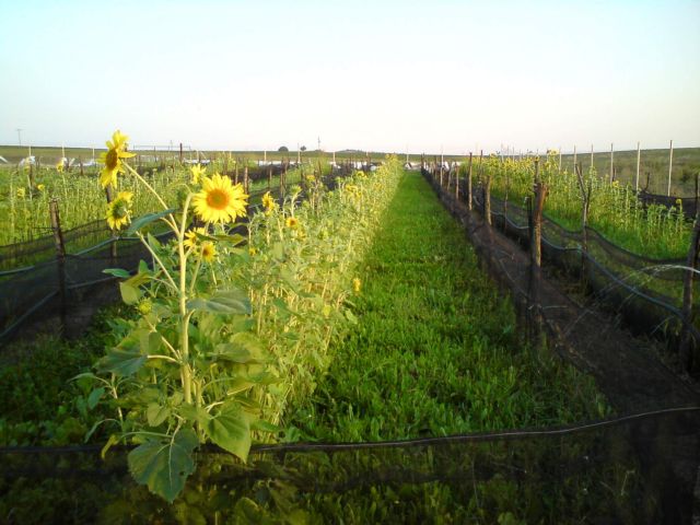 Κατευθύνσεις-οδηγίες για την εκτροφή και εμπορία σαλιγκαριών ετοιμάζει το υπουργείο Αγροτικής Ανάπτυξης