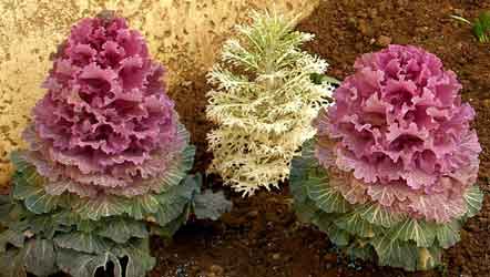 Λάχανο το Καλλωπιστικό